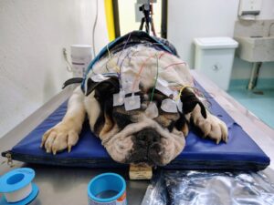 Quando Solicitar o Eletroencefalograma Veterinário (EEG)