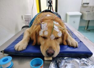 Eletroencefalograma Veterinário (EEG): tecnologia funcional para diagnóstico precoce e seguro das disfunções cerebrais